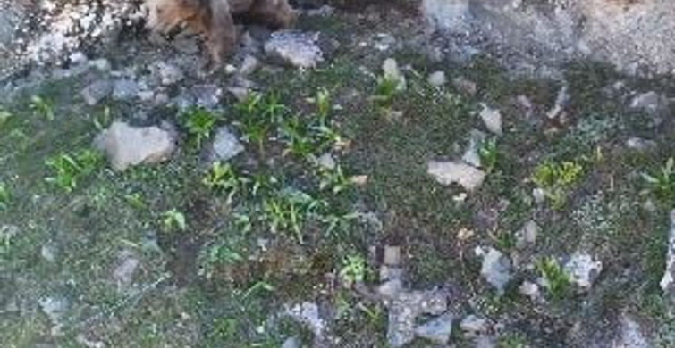 Havadan Görüntülenen Anne Ayı ve Yavruları