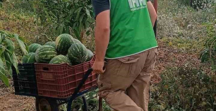 Hayırsever çiftçi, 10 ton karpuzu öğrenciler ve ihtiyaç sahipleri için bağışladı