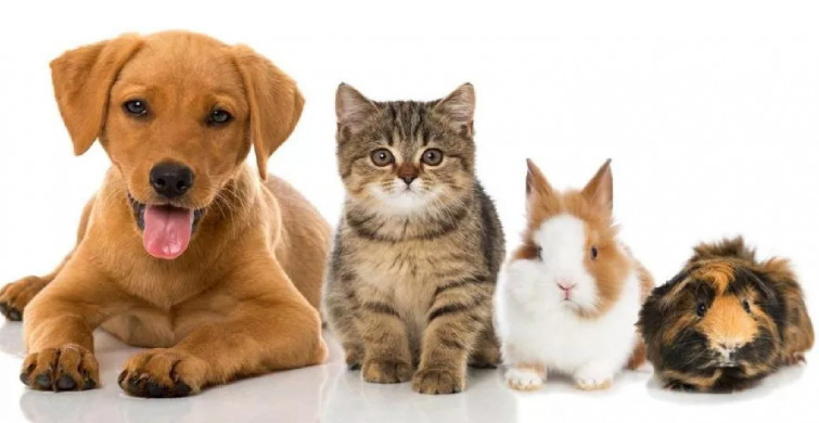 Hayvan satışına son bu haber yüzleri güldürdü! Petshop vitrinlerinde kedi ve köpekler kaldırıldı