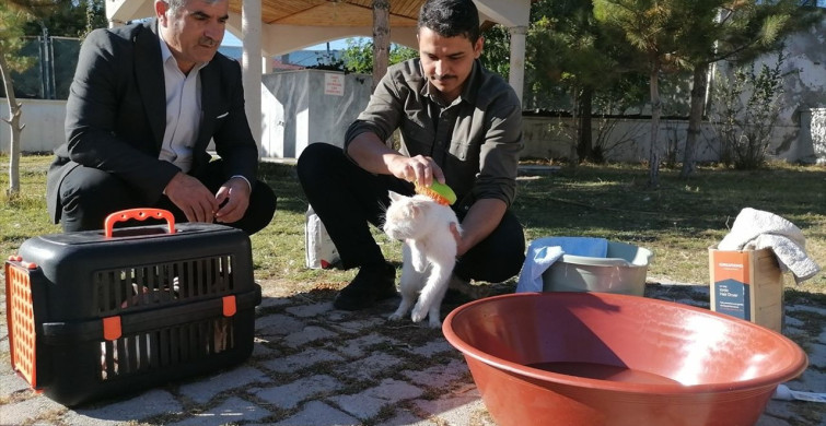 Hayvan Sevgisiyle Örnek İmam: Kedileri Leğende Yıkayan Yunus Çaykara