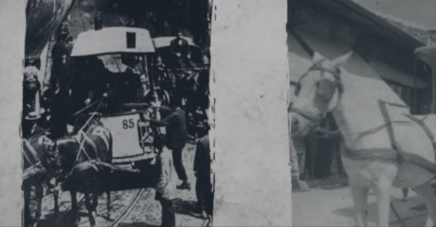 Hiç Düşündünüz Mü? Dingonun Ahırı Tabiri Nereden Geliyor?