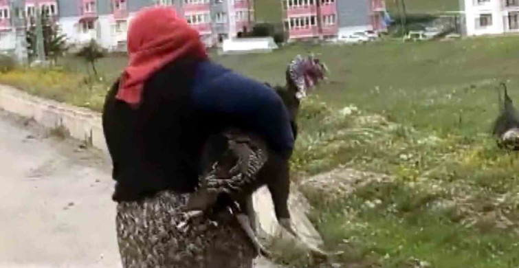 Hindilerin Kavgası Trafiği Kilitledi