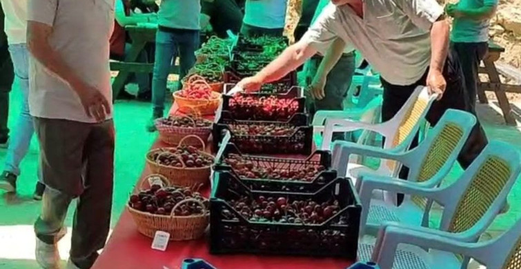 Hisarcık Kutlubeyler köyünde kiraz festivali coşkusu