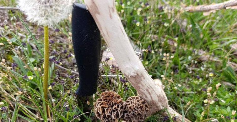 Hisarcık'ta Kuzugöbeği Mantarları Sezonu Açıldı