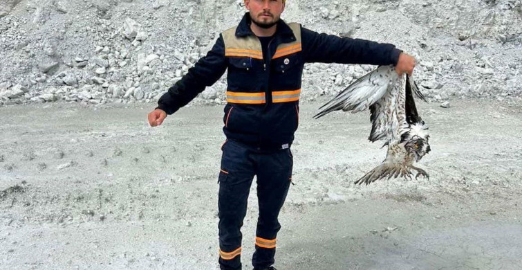 Hisarcık'ta Yırtıcı Kuş Balık Kartalı Koruma Altına Alındı