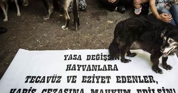 Hortumla Bağladığı Köpeğe Tecavüz Eden 71 Yaşındaki Şüpheli Serbest