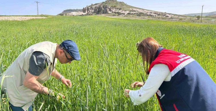Hububat Alanlarında Fenolojik Gözlemler Devam Ediyor