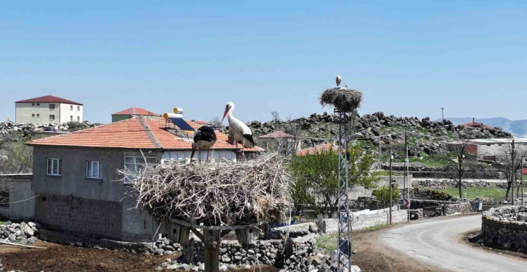 Hürmetçi Sazlığı'nda Baharın Uyanışı