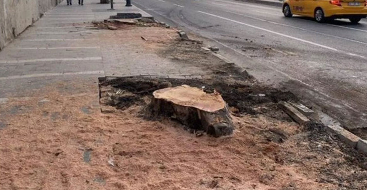 İBB'nin ağaç düşmanlığı devam ediyor! Ağaç katliamında skandal detay