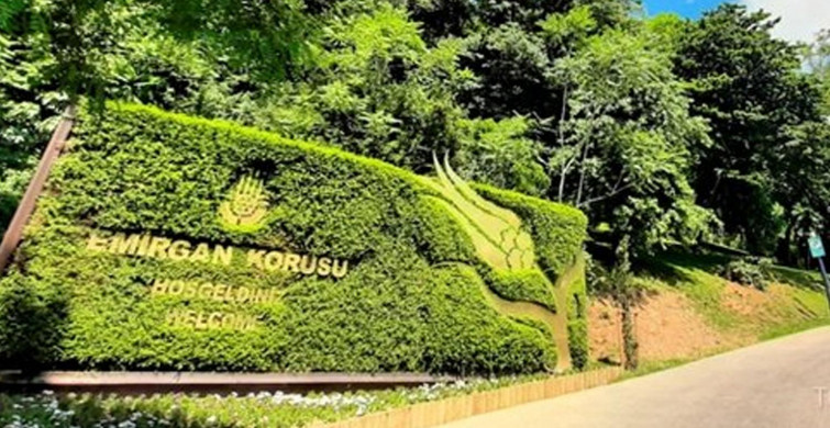 İBB'nin ağaç kesme çalışmalarının yeni adresi Sarıyer'deki Emirgan Korusu!