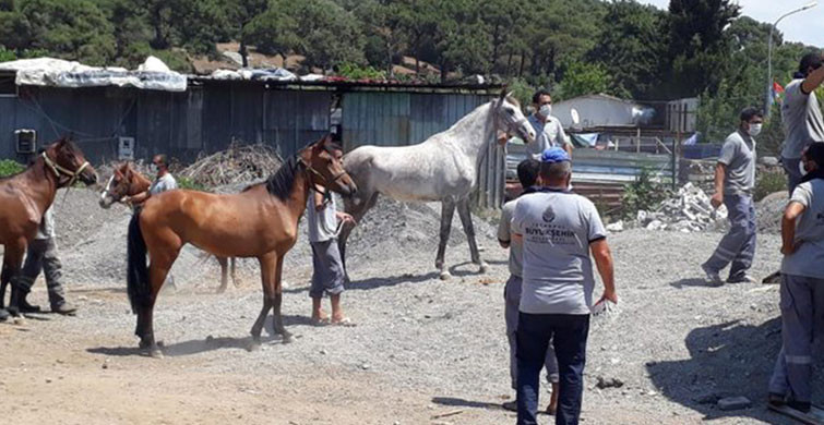 İBB’nin Kayıp At Skandalına İlişkin Bir Kişi Görevden Alındı