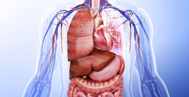İç Organlar ve Görevleri Nelerdir?