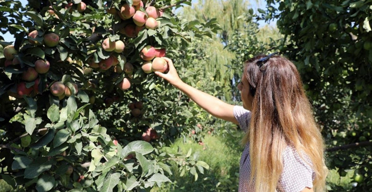 Iğdır Elması İçin Rekolte Beklentisi 40 Bin Ton!