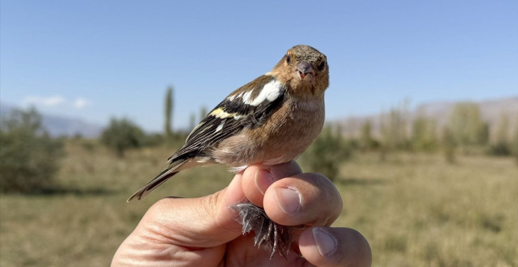 Iğdır'da 177 Kuş Uzaydan Takip Ediliyor