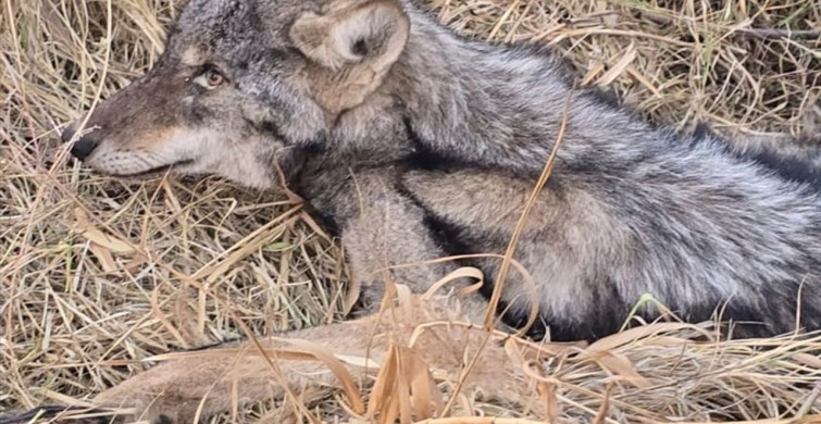 Iğdır'da Bitkin Kurt Kurtarma Operasyonu