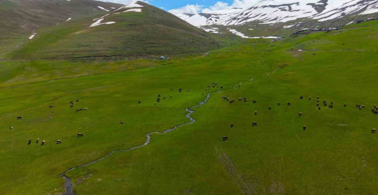 Iğdır'da Doğa ve Hayvanların Büyüleyici Görsel Uyumu