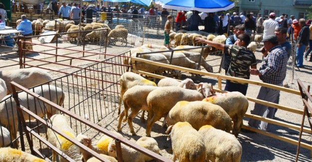 Iğdır'da Hastalık Sebebiyle Canlı Hayvan Pazarı Kapatıldı!