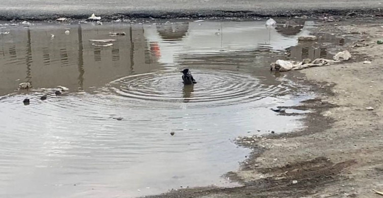 Iğdır'da Karganın Renkli Banyosu