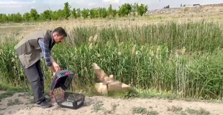 Iğdır'da Yaralı Şahin Yeniden Doğaya Salındı