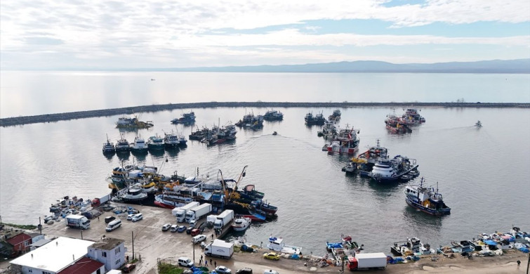 İğneada'da Hamsi Bolluğu: Balıkçılar Ağaçlar Gibi Hamsi Topluyor