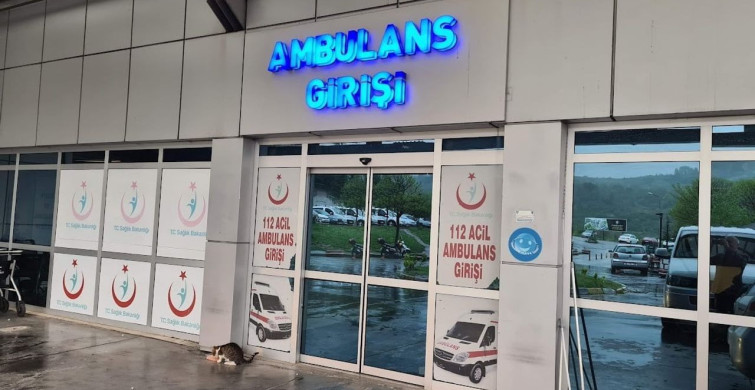 Ihlamur ağacından düşen kadın yaralandı