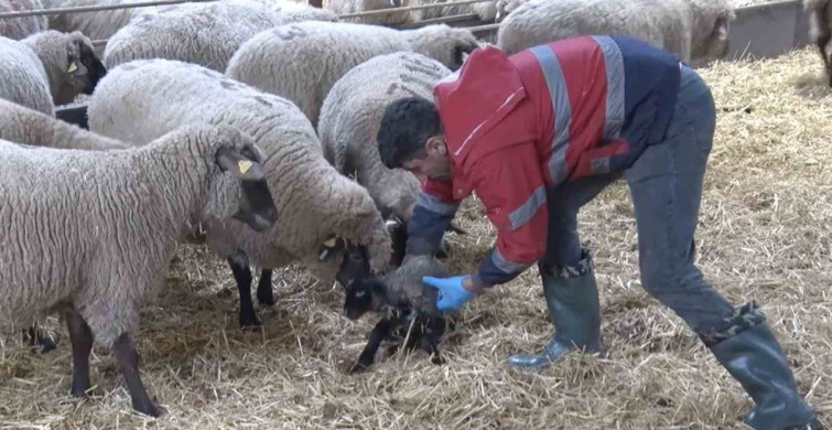 İki Anne, Tek Kuzu: Paylaşılamayan Yavru Koyun
