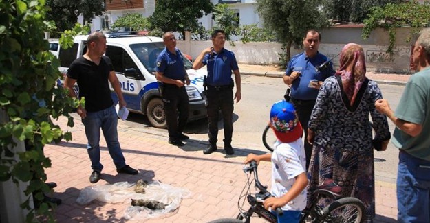 İki Sokak Kedisinin Üzerine Kaynar Su Dökerek Öldürdüler