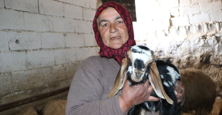 İkinci Yılını Dolduran Depremler ve Hayvancılıkta Devlet Desteği