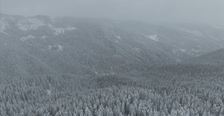 Ilgaz Dağı'nda Bembeyaz Karlı Orman Manzaraları