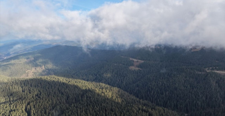 Ilgaz Dağı'nda Görsel Şölen: Sis ve Çam Ağaçları
