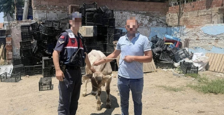 İncirliova'da çalınan büyükbaş hayvan bulundu