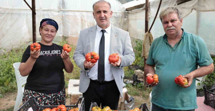 İncirliova'da Çiftçiler Günü'nde Domates Hasadı