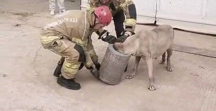 İnegöl'de Hava Filtresine Sıkışan Gebe Köpek Kurtarıldı