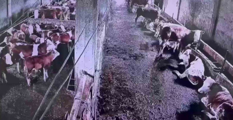 İnekler Depremin Sarsıntısını Hissediyor