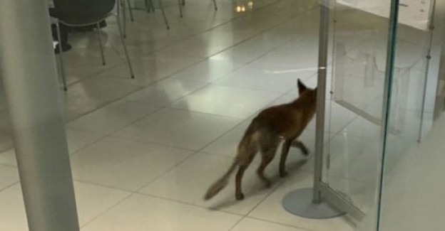 İngiltere Parlamento Binasında Tilki Paniği