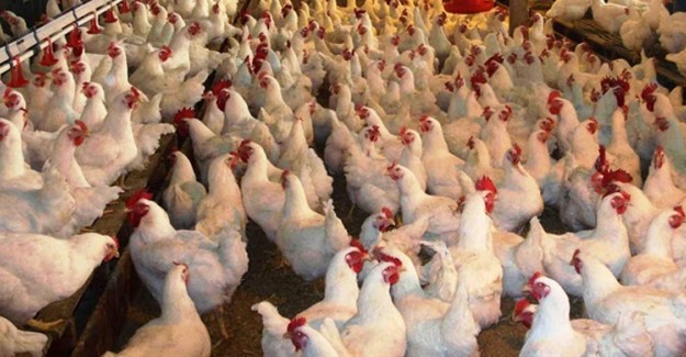 İngiltere'de Kuş Gribi Etkili Oluyor!