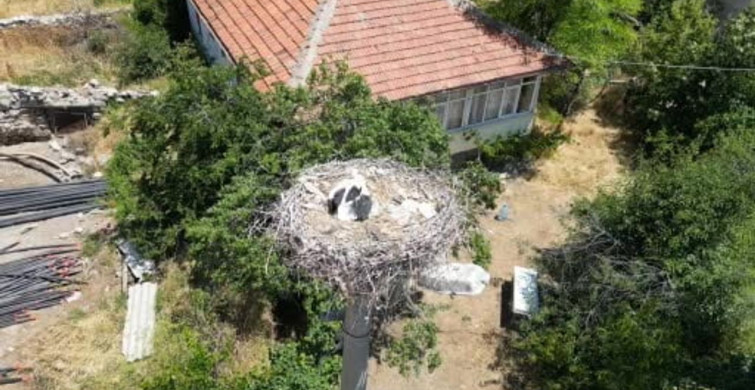 İpe dolanan leyleğe itfaiye ekipleri yardım etti