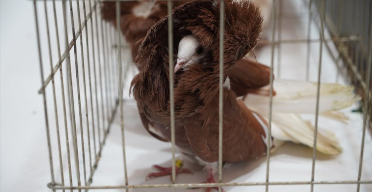 İpsala Sınır Kapısı'nda Hayvan Kaçakçılığı Önlendi