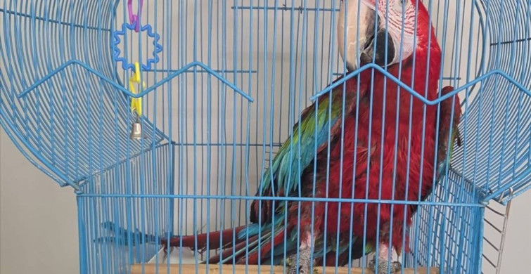 İpsala Sınır Kapısı'nda Kaçak Papağan Operasyonu