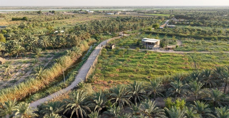 Irak'ta Hurma Hasadı Zamanı