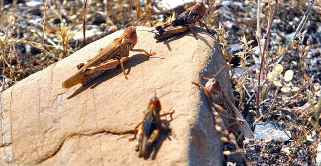İran'ın Güneyinde Çekirge İstilası Devam Ediyor