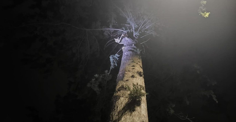 İskenderun'da Ağaçta Mahsur Kalan Kedi İtfaiye Tarafından Kurtarıldı