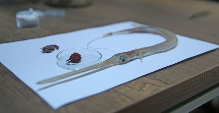 İskenderun'da Hint-Pasifik Kökenli Yengeçlerin İncelemesi