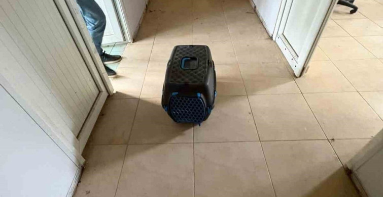 İskenderun'da Rögar Borusuna Düşen Yavru Kediler Kurtarıldı