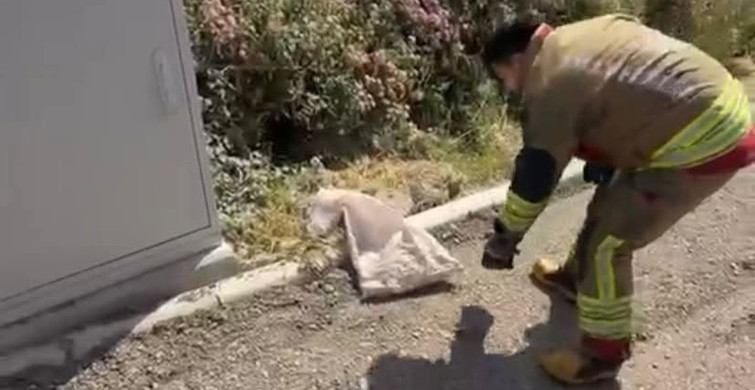 İskenderun'da Yılan Paniğine İtfaiye Müdahalesi
