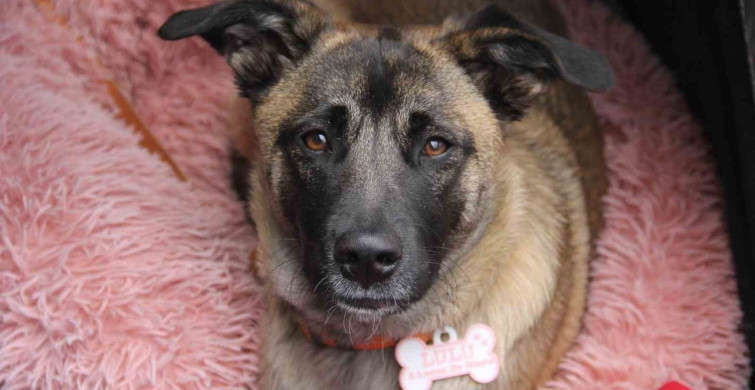 İspanyol Çiftin Sivas Macerası