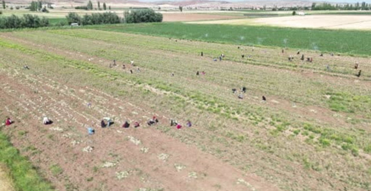 İspanyollar organik sarımsağını Aksaray’da üretecek