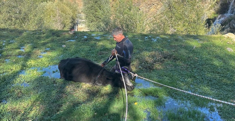 Isparta'da Bataklığa Saplanan Büyükbaş Hayvan Kurtarıldı