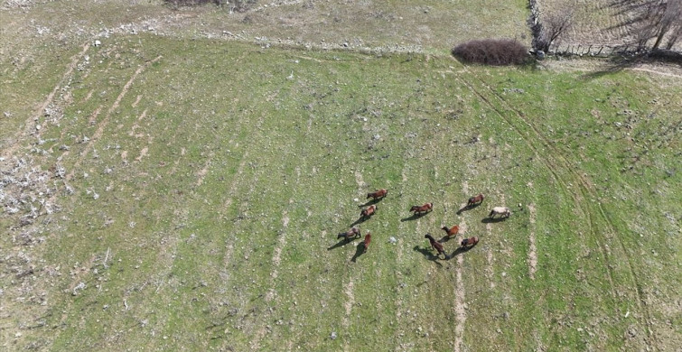 Isparta'da Yılkı Atları Dronla Görüntülendi
