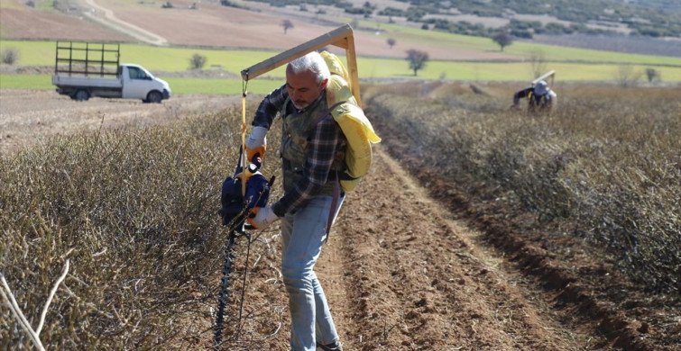 Isparta'nın Gül Bahçelerinde Hasat Öncesi Budama Çalışmaları